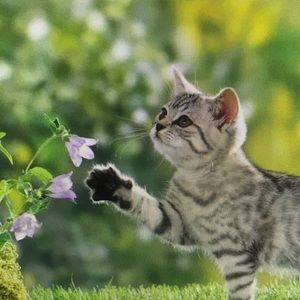 Meet your Posher, Alvin